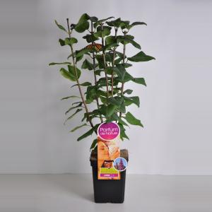 Sering (syringa vulgaris "Ruhm von Horstenstein"Parfum de Nature) Sering (syringa vulgaris "Ruhm von Horstenstein"Parfum de Nature)