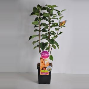 Sering (syringa vulgaris "Souv. d'Alice Harding"Parfum de Nature) Sering (syringa vulgaris "Souv. d'Alice Harding"Parfum de Nature)