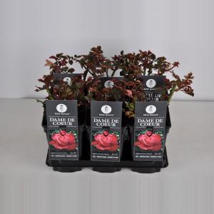 Grootbloemige roos (rosa "Dame de Coeur") Grootbloemige roos (rosa "Dame de Coeur")