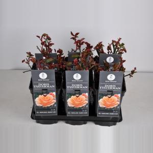 Grootbloemige roos (rosa "Doris Tijsterman") Grootbloemige roos (rosa "Doris Tijsterman")