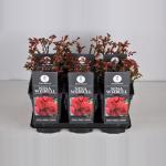 Trosroos (rosa "Nina Weibull"&reg;)