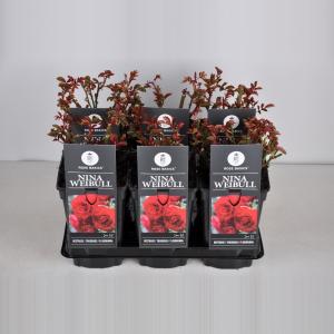 Trosroos (rosa "Nina Weibull"®) Trosroos (rosa "Nina Weibull"®)