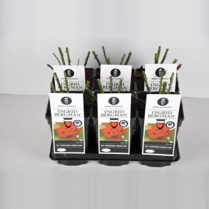Grootbloemige roos (rosa "Ingrid Bergman"® Grootbloemige roos (rosa "Ingrid Bergman"®