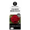 Grootbloemige roos (rosa "Ingrid Bergman"&reg;