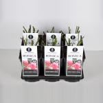 Trosroos (rosa "Bonica"&reg;)