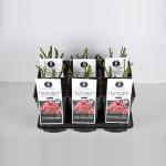 Trosroos (rosa "Leonardo da Vinci"&reg;)