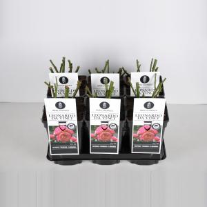 Trosroos (rosa "Leonardo da Vinci"®) Trosroos (rosa "Leonardo da Vinci"®)