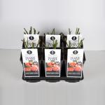 Trosroos (rosa "Marie Curie"&reg;)