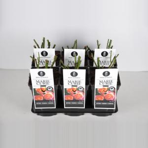 Trosroos (rosa "Marie Curie"®) Trosroos (rosa "Marie Curie"®)