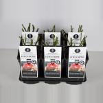 Heesterroos (rosa "Eden Rose"&reg;)