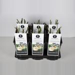 Heesterroos (rosa "Schneewittchen"&reg;)