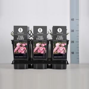 Bodembedekkende trosroos (rosa "The Fairy"®) Bodembedekkende trosroos (rosa "The Fairy"®)