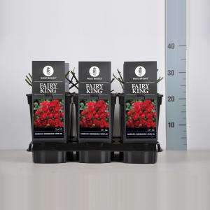 Bodembedekkende trosroos (rosa "Fairy King"®) Bodembedekkende trosroos (rosa "Fairy King"®)