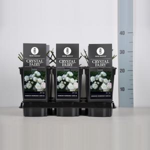 Bodembedekkende trosroos (rosa "Crystal Fairy"®) Bodembedekkende trosroos (rosa "Crystal Fairy"®)