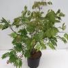 Japanse esdoorn (Acer Japonicum "Aconitifolium") heester