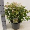 Druifheide (Leucothoe fontanesiana &ldquo;Makijaz&rdquo; PBR) heester