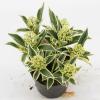 Skimmia (Skimmia Japonica &ldquo;Magic Marlot&rdquo;&reg;) heester