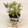 Skimmia (Skimmia Japonica &ldquo;Magic Marlot&rdquo;&reg;) heester