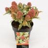 Skimmia (Skimmia Japonica &ldquo;Magic Marlot&rdquo;&reg;) heester