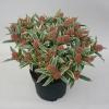 Skimmia (Skimmia Japonica &ldquo;Magic Marlot&rdquo;&reg;) heester