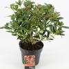 Skimmia (Skimmia Japonica &ldquo;Red Riding Hood&rdquo;) heester