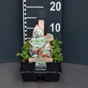 Klokjesbloem (campanula carpatica "White Clips") bodembedekker Klokjesbloem (campanula carpatica "White Clips") bodembedekker