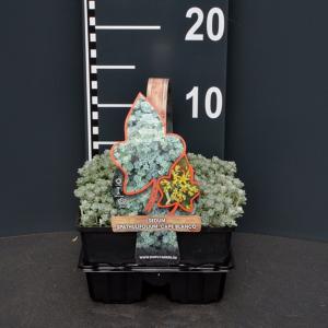 Vetkruid (sedum spathulifolium "Cape Blanco") bodembedekker Vetkruid (sedum spathulifolium "Cape Blanco") bodembedekker