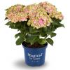 Hydrangea Macrophylla "Magical Amethyst Roze"&reg; boerenhortensia