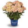 Hydrangea Macrophylla "Magical Coral Pink"&reg; boerenhortensia