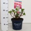 Hydrangea Macrophylla "Magical Coral Pink"&reg; boerenhortensia