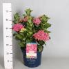 Hydrangea Macrophylla "Magical Coral Pink"&reg; boerenhortensia