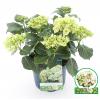 Hydrangea Macrophylla "Magical Noblesse"&reg; boerenhortensia