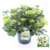 Hydrangea Macrophylla "Magical Noblesse"&reg; boerenhortensia