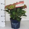 Hydrangea Macrophylla "Magical Sapphire"&reg; boerenhortensia
