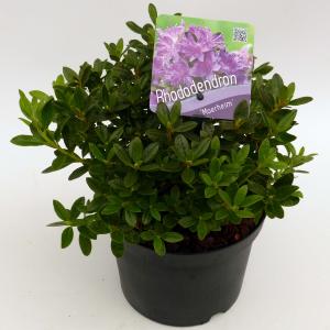 Dwerg rododendron (Rhododendron "Moerheim") heester Dwerg rododendron (Rhododendron "Moerheim") heester