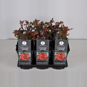 Grootbloemige roos (rosa "Cygne Noir") Grootbloemige roos (rosa "Cygne Noir")