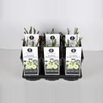 Trosroos (rosa "Lemon Romantica"&reg;)