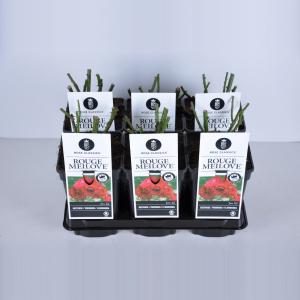 Trosroos (rosa "Red Meilove"®) Trosroos (rosa "Red Meilove"®)