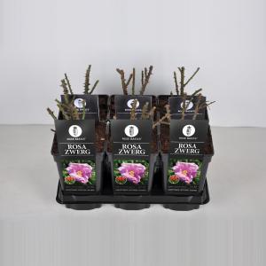 Bottelroos (rosa "Rosa Zwerg") Bottelroos (rosa "Rosa Zwerg")