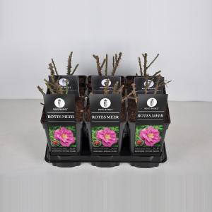 Bottelroos (rosa "Rotes Meer") Bottelroos (rosa "Rotes Meer")