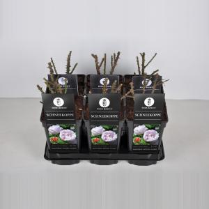 Bottelroos (rosa "Schneekoppe") Bottelroos (rosa "Schneekoppe")