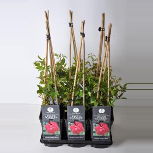 Klimroos (rosa "Paul's Scarlet Climber") Klimroos (rosa "Paul's Scarlet Climber")