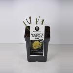 Grootbloemige roos (rosa "Diamonds Forever"&reg;)