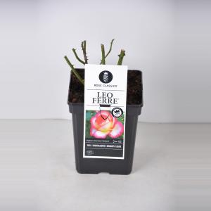 Grootbloemige roos (rosa "Leo Ferre"®) Grootbloemige roos (rosa "Leo Ferre"®)