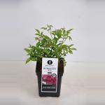 Trosroos (rosa "Burgundy Ice"&reg;)