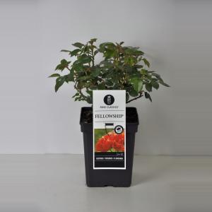 Trosroos (rosa "Fellowship"®) Trosroos (rosa "Fellowship"®)