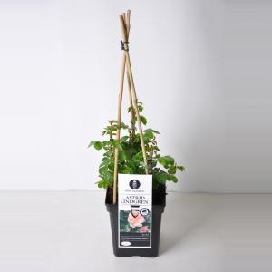 Tros klimroos (rosa "Astrid Lindgren"®) Tros klimroos (rosa "Astrid Lindgren"®)