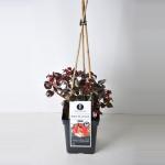 Grootbloemige klimroos (rosa "Broceliande"&reg;)