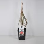 Heester klimroos (rosa "Eden Rose"&reg;)