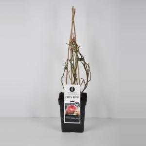 Heester klimroos (rosa "Eden Rose"®) Heester klimroos (rosa "Eden Rose"®)